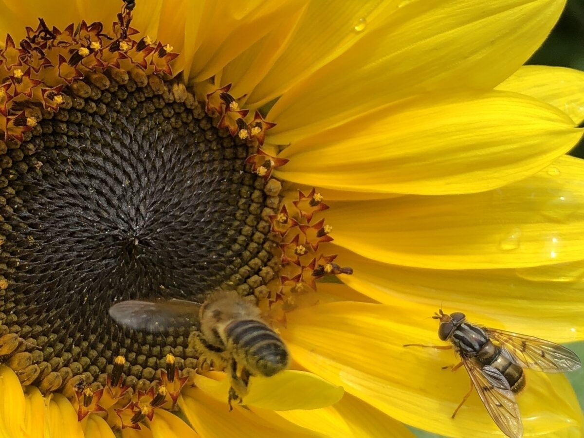 Insects on sunflower