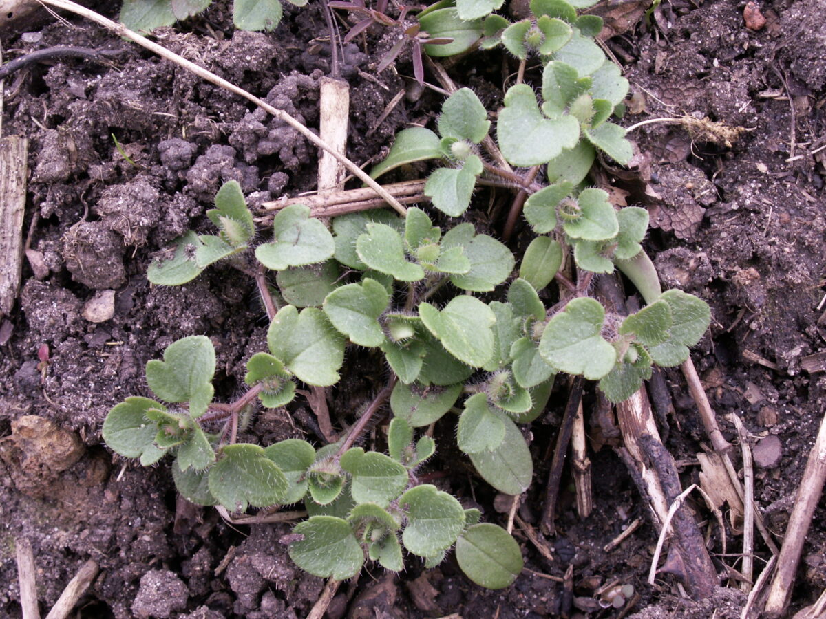 Ivy leaved speedwell