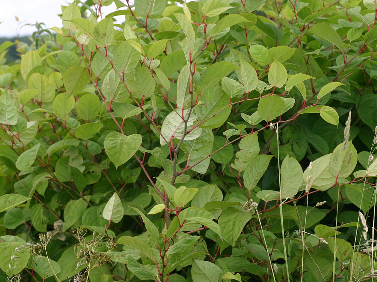 Japanese knotweed stems