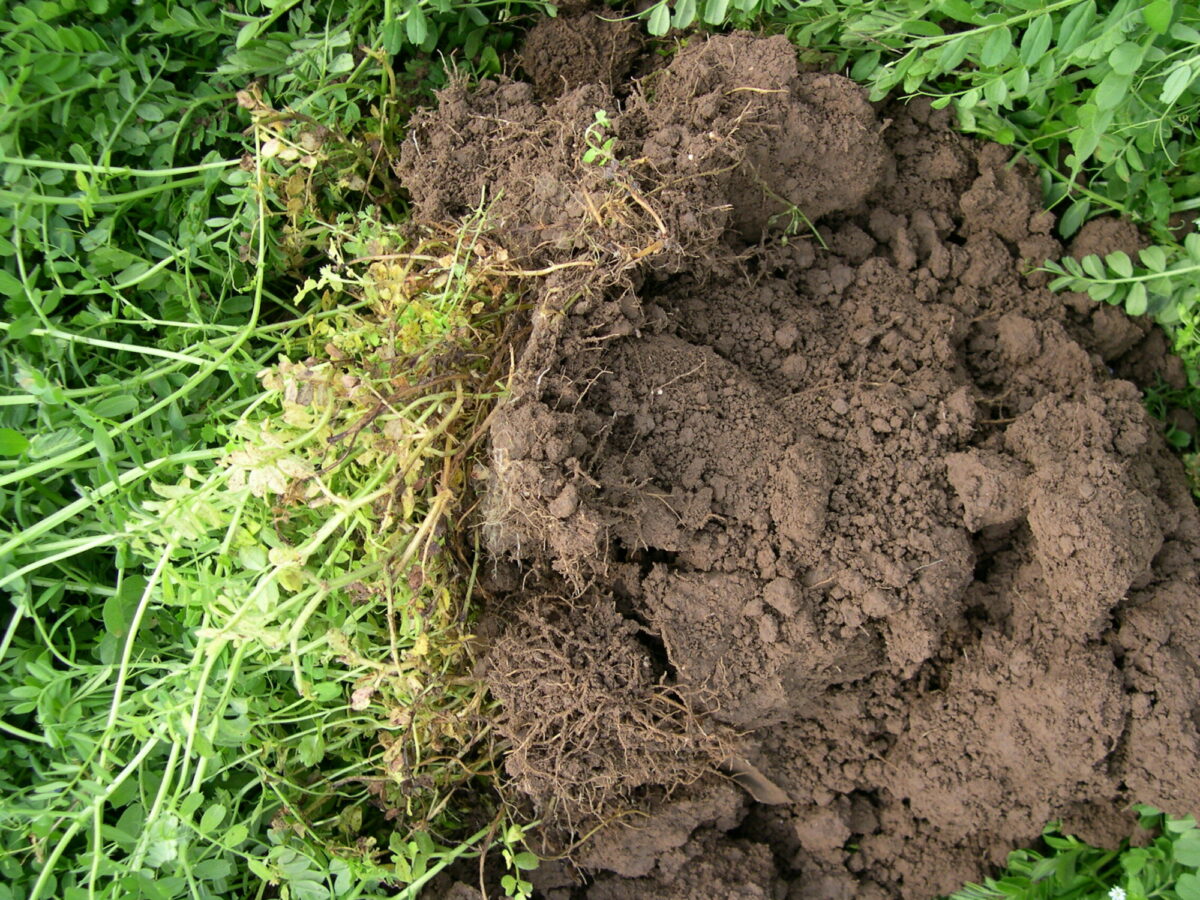 Soil under vetch