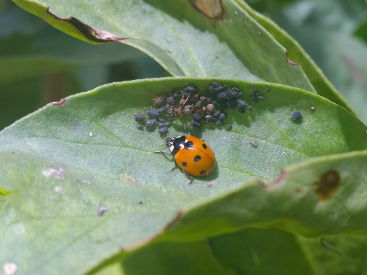 Ladybird eating black aphids