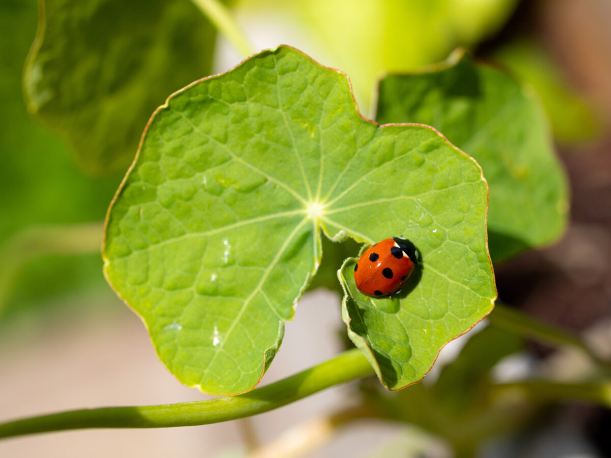 Ladybird on a Nasturtium leaf