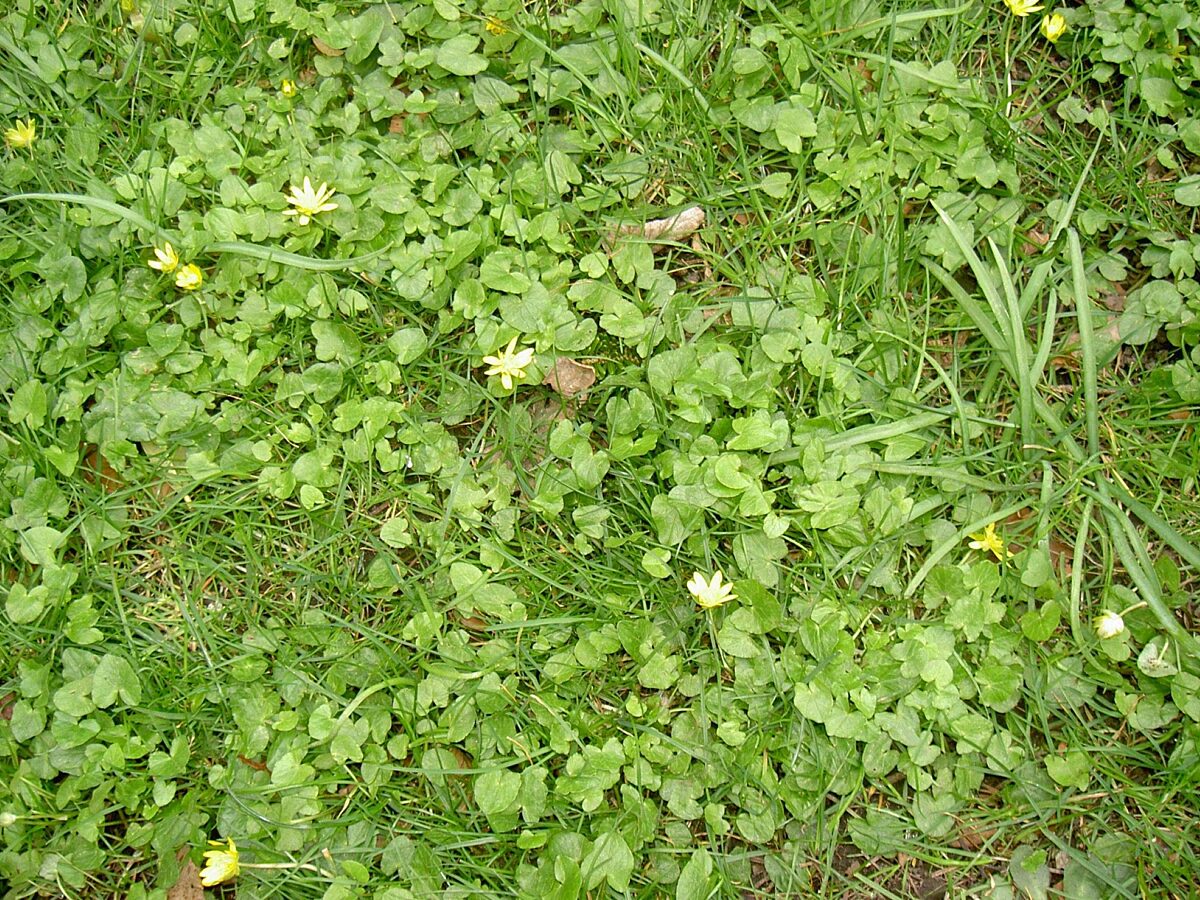 Lesser celandine viewed from above