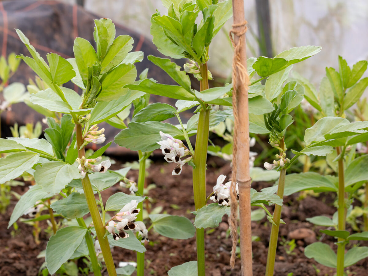 Broad beans growing under cover