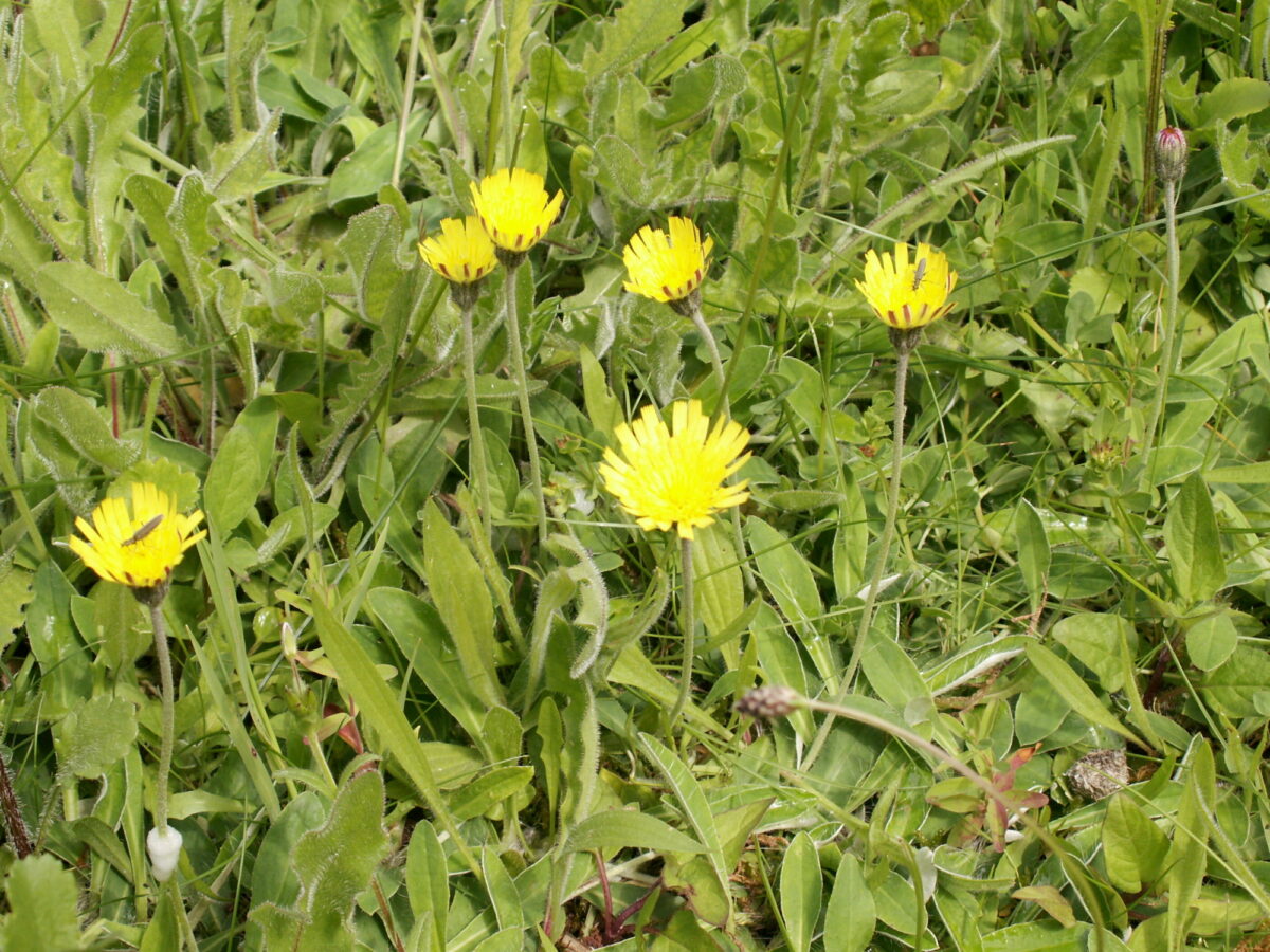 Meadow buttercup in flower