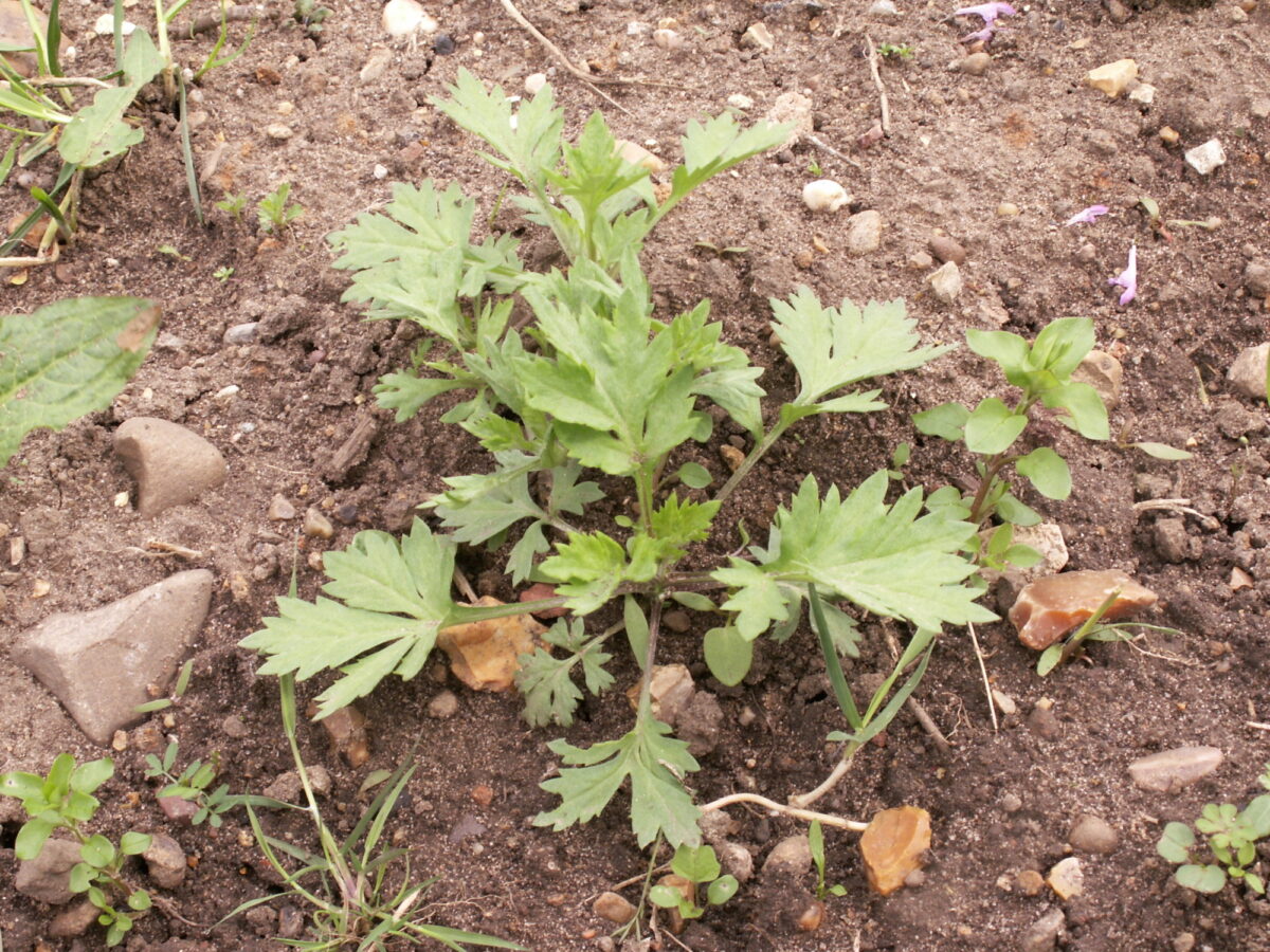 Mugwort plant