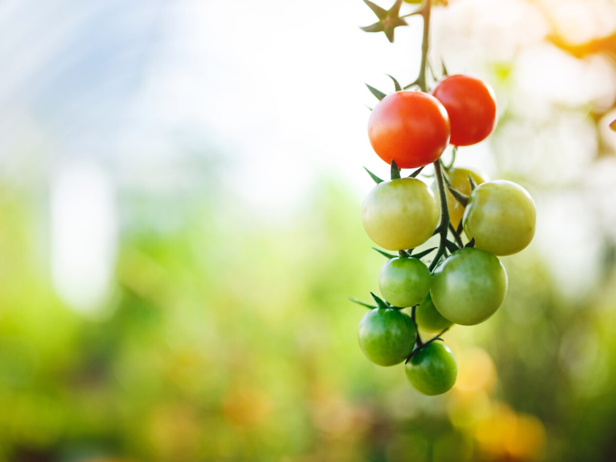 a variety of coloured tomatoes hanging from a vine