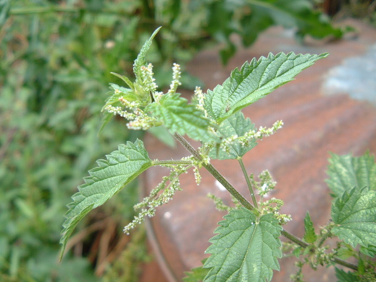 Close up of common nettle