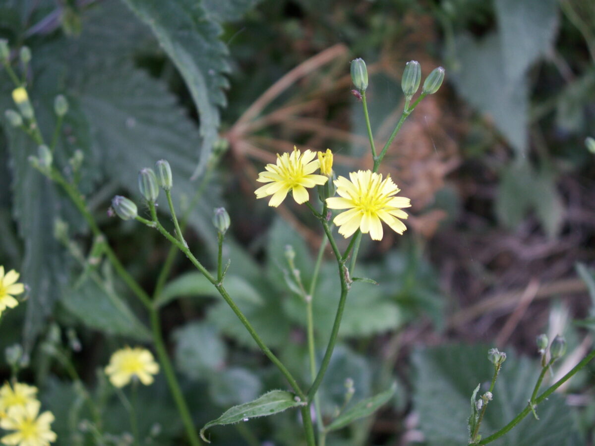 Nipplewort with bright yellow flower growing in the UK