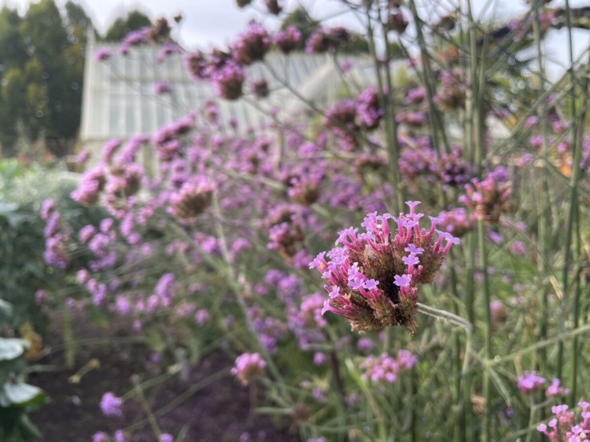 Verbena bonariensis