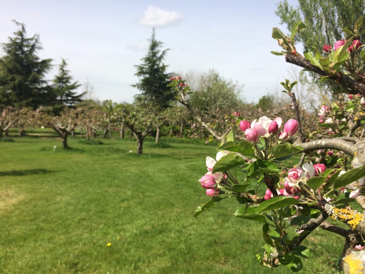 Blossom in orchard