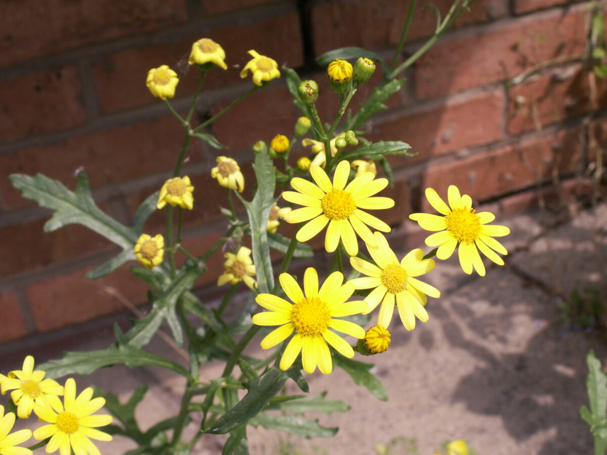 Oxford ragwort with bright yellow flowers