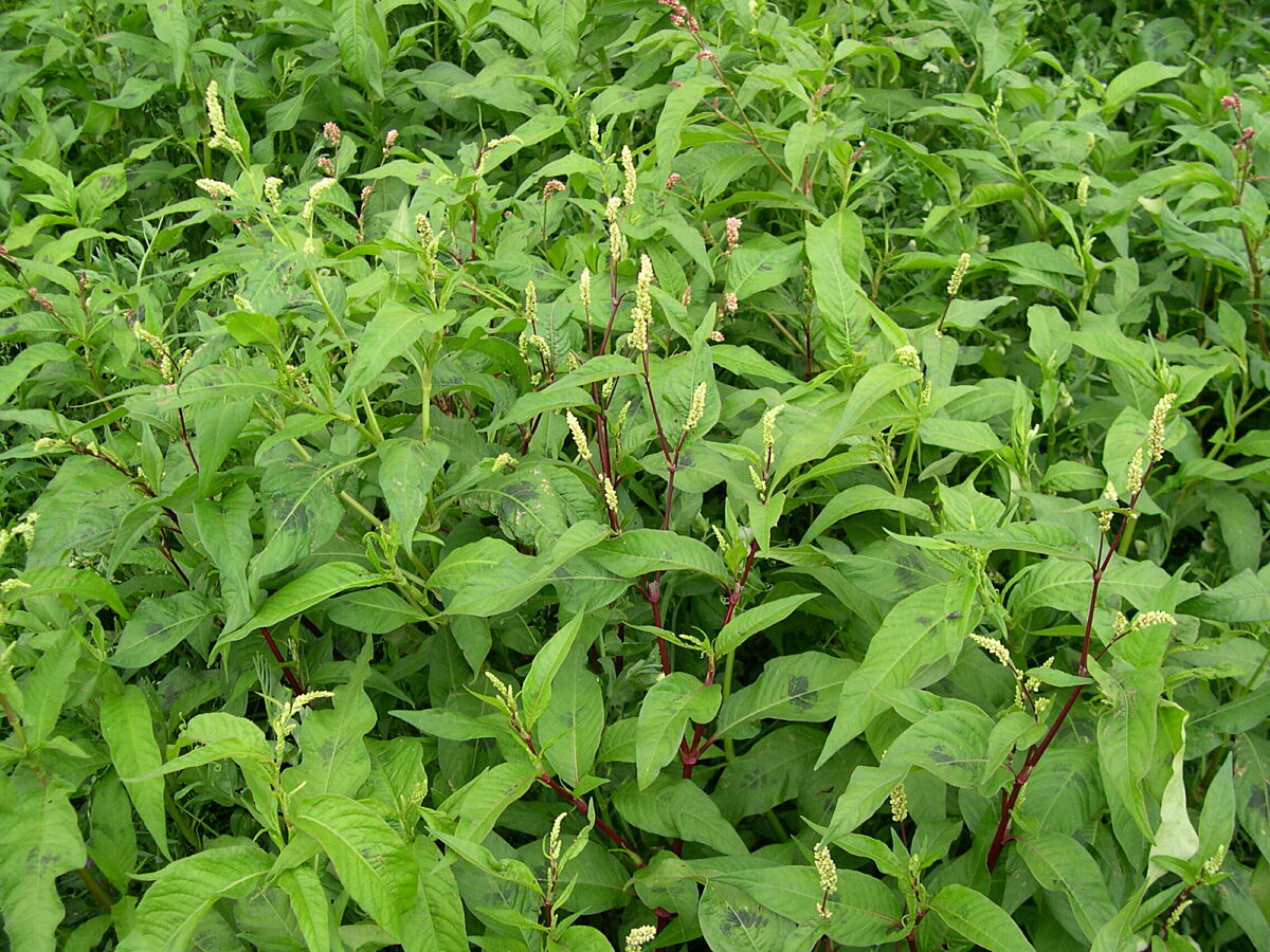 Pale persicaria growing in the UK