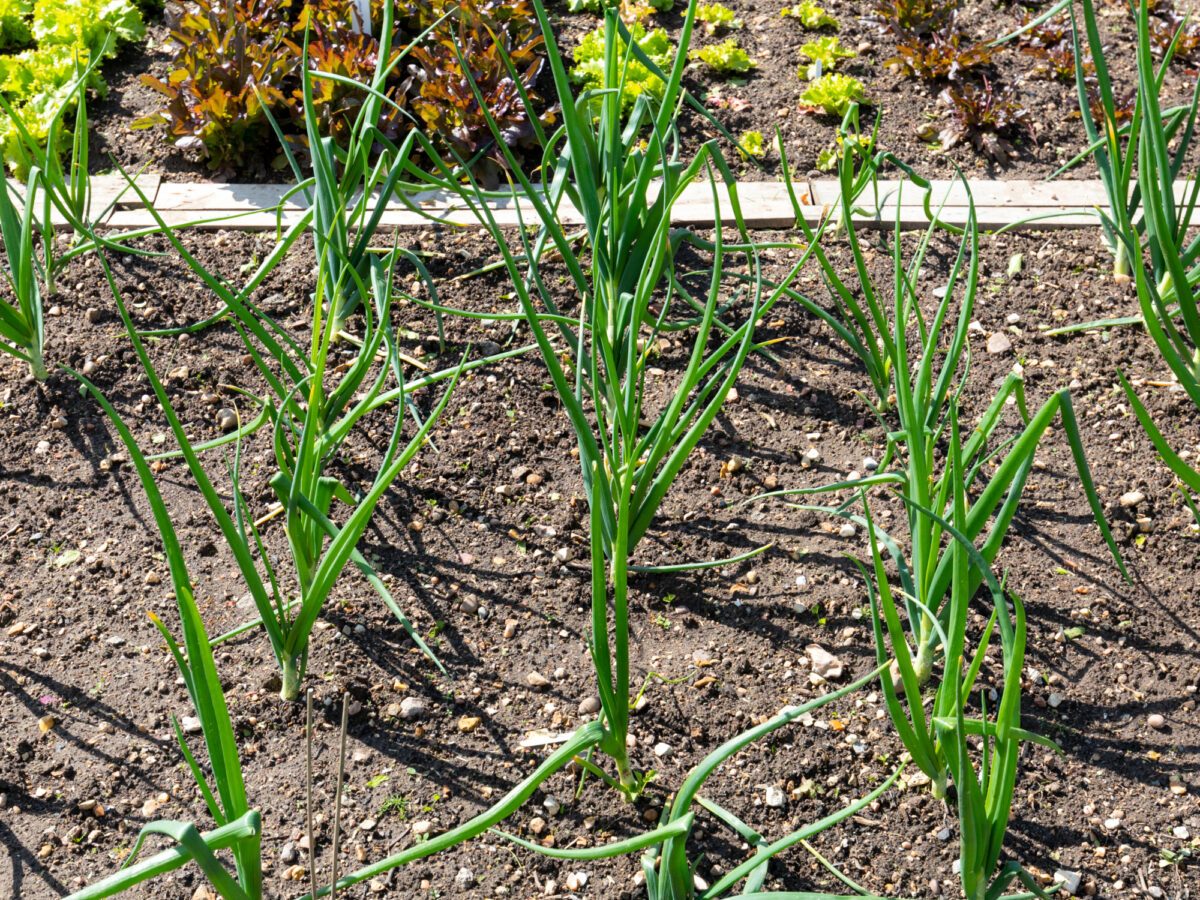 Vegetable growing patch