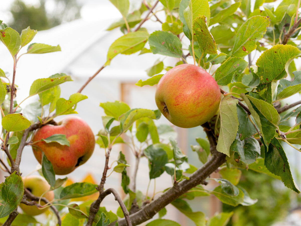 Apple tree branches with apples on them