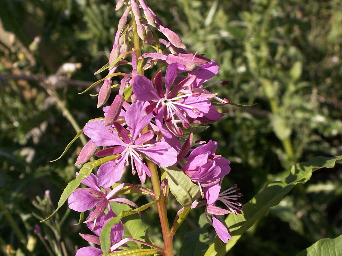 Rosebay willowherb in flower