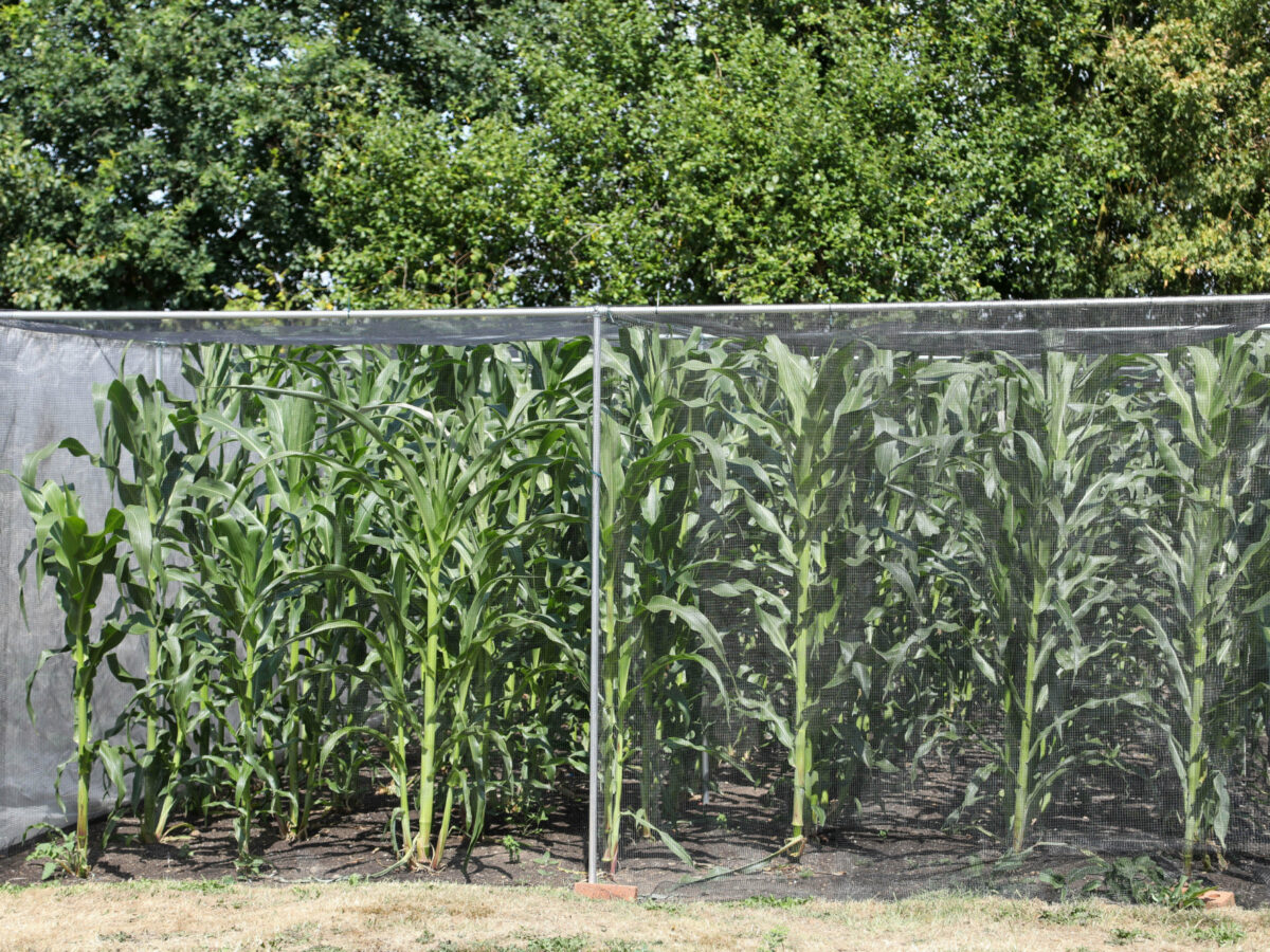 Barriers around crops to prevent cross pollination
