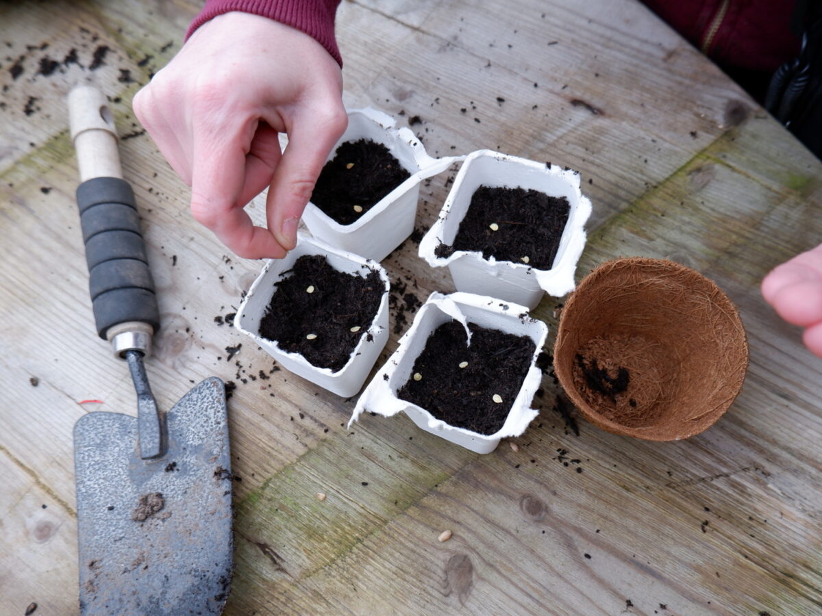 Seed sowing peppers in cardboard pots