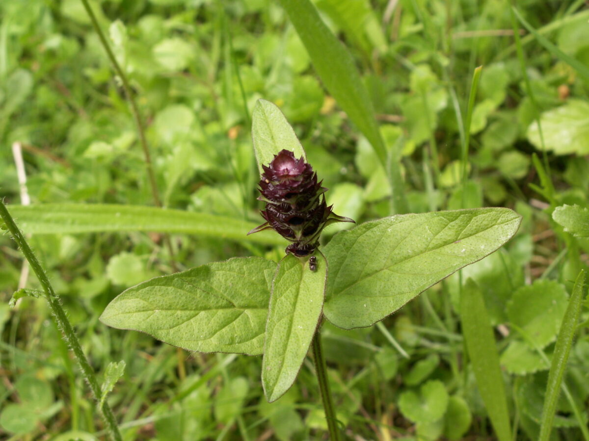 Selfheal plant in flower