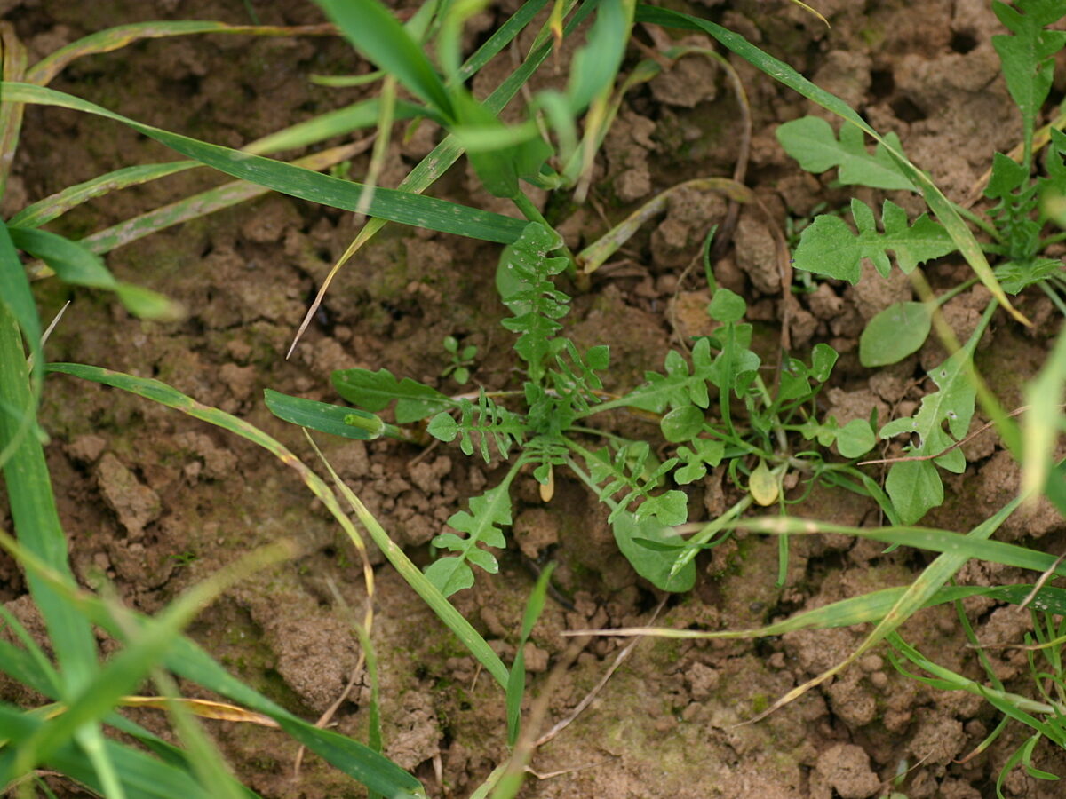 Image of the weed Shepherd's purse growing in the UK