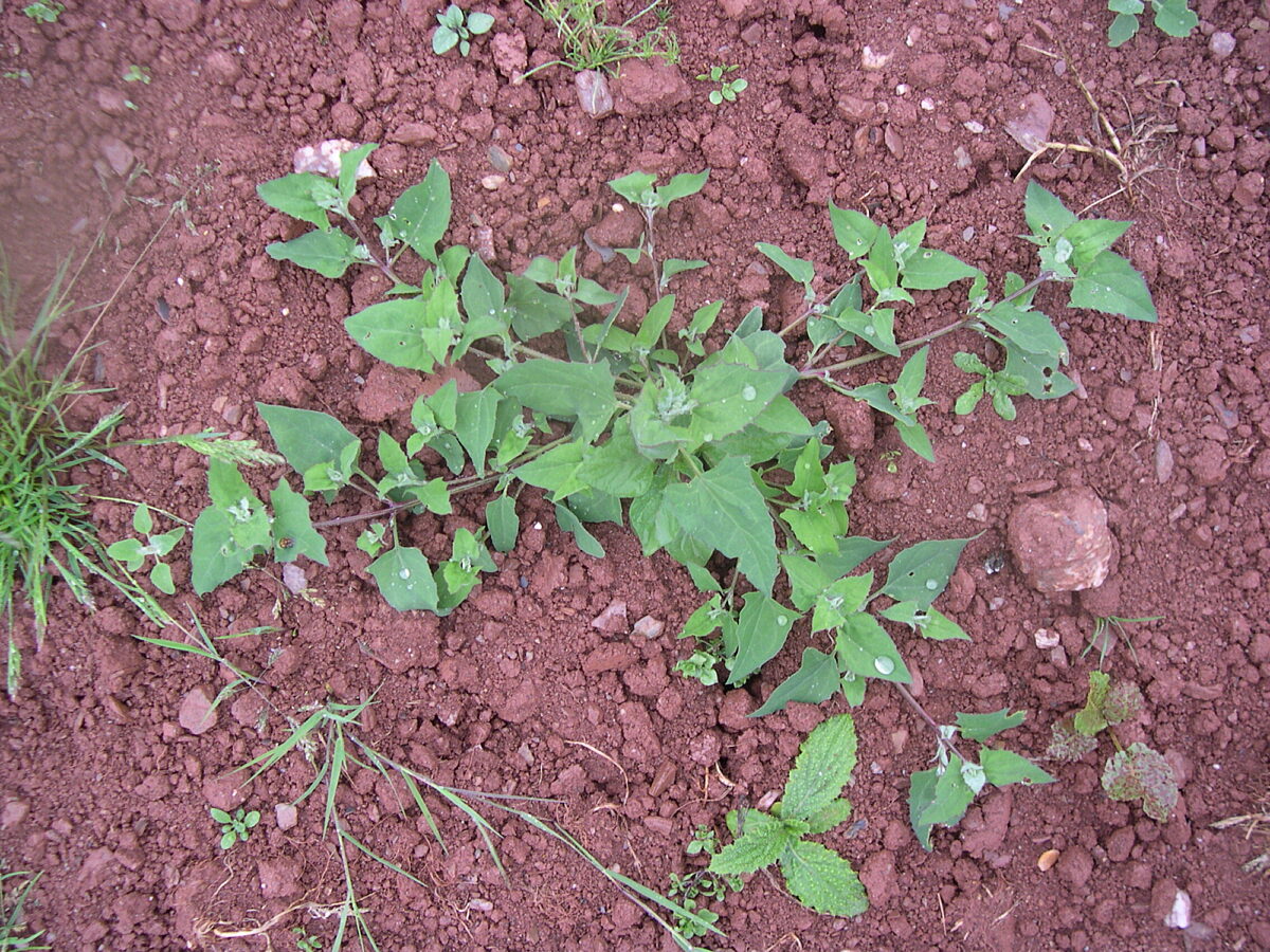 The weed spear-leaved orache growing in the UK