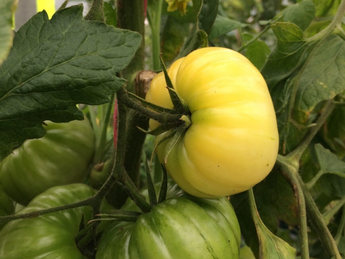 Sutton Tomato