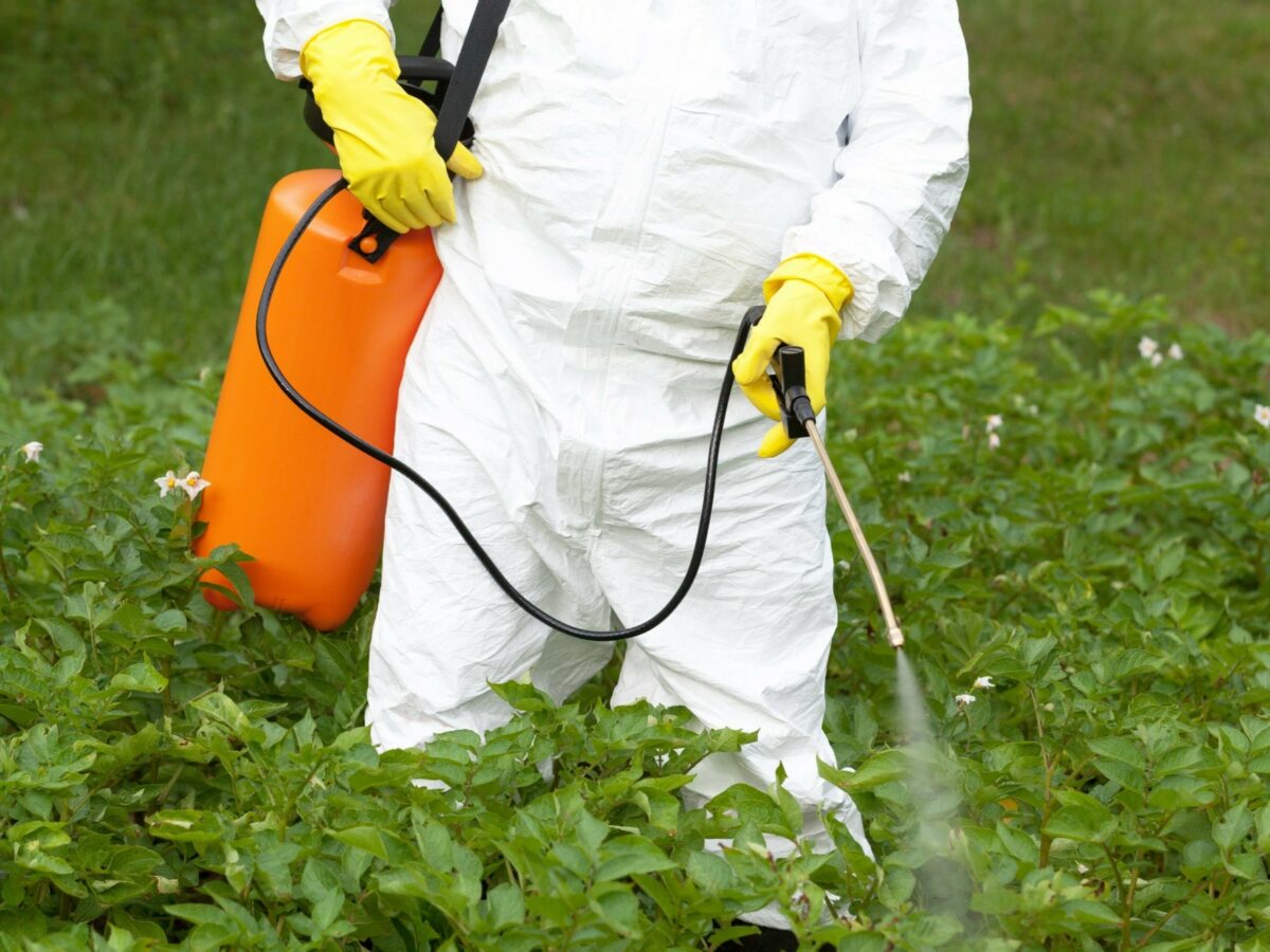 person in white suit spraying weed killer on plants.