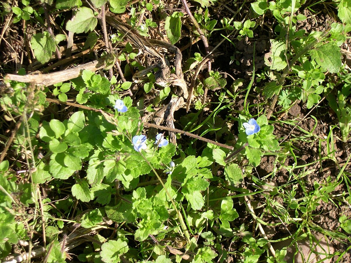 Wall speedwell in flower