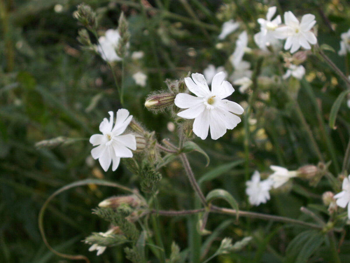 White campion (Silene latifolia) in flower