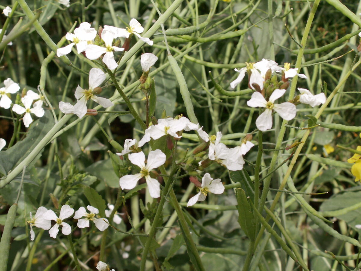 Wild radish with white flowers