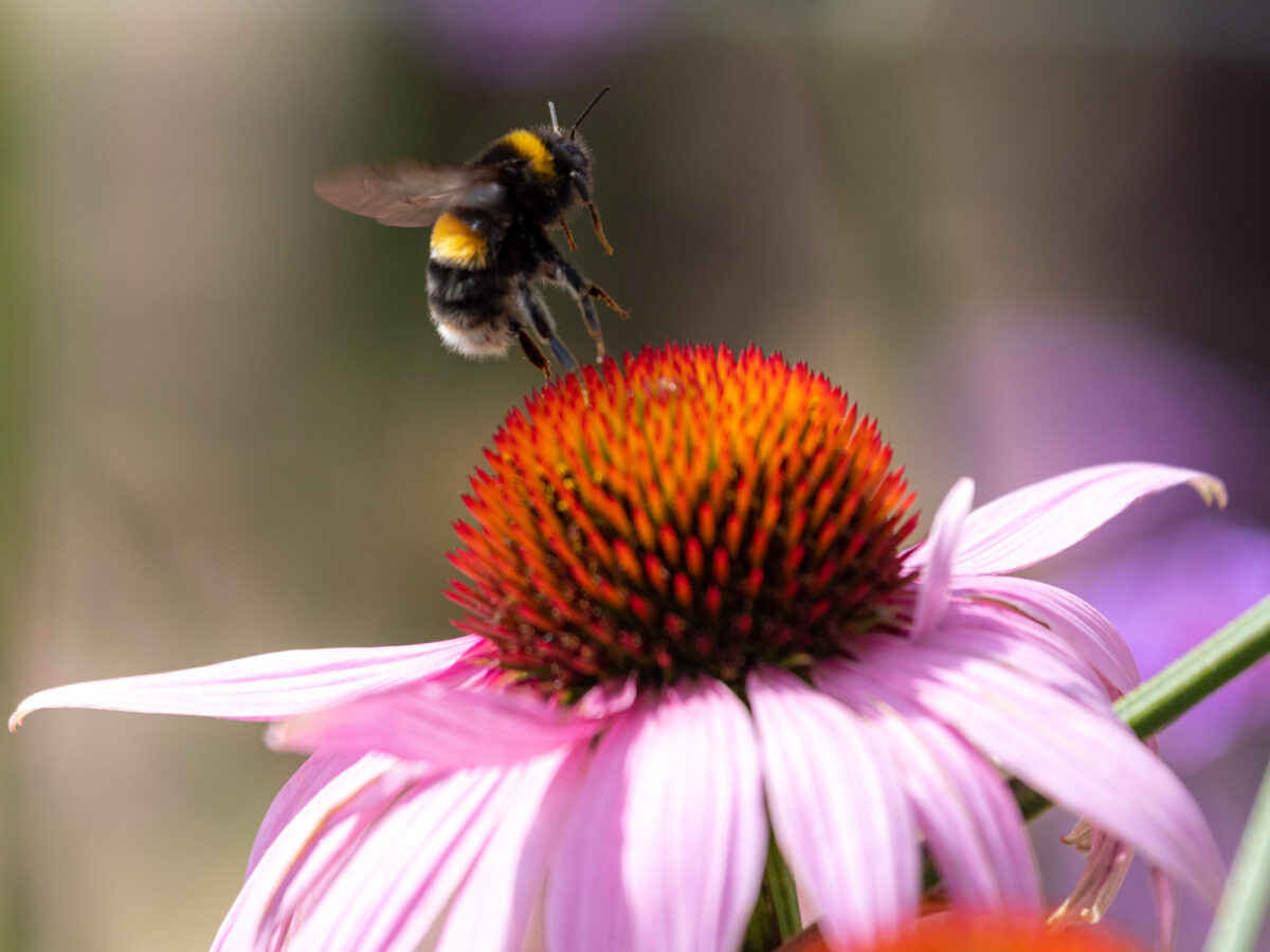 Bee on echinacea