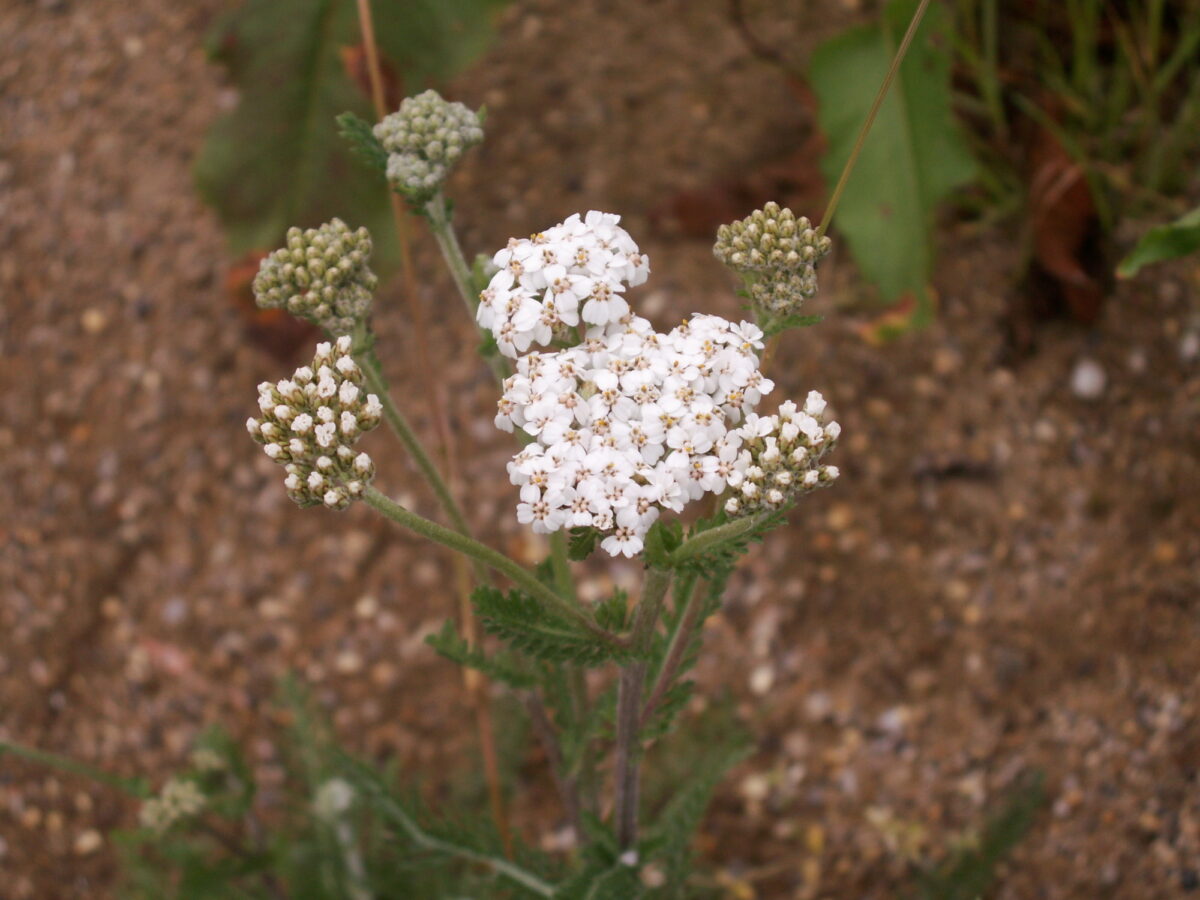 Yarrow (Achillea millefolium) in flower