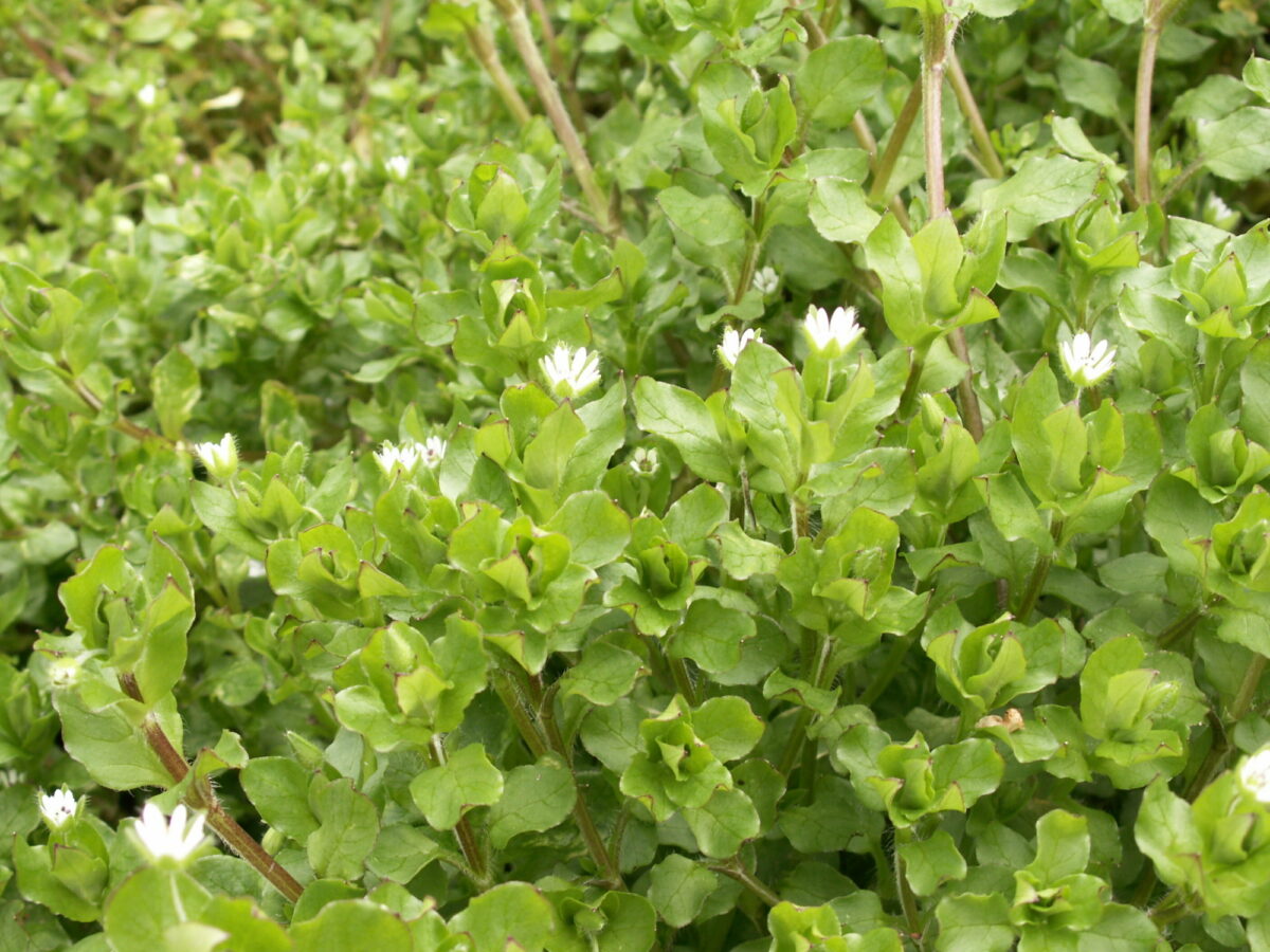 Common chickweed in flower