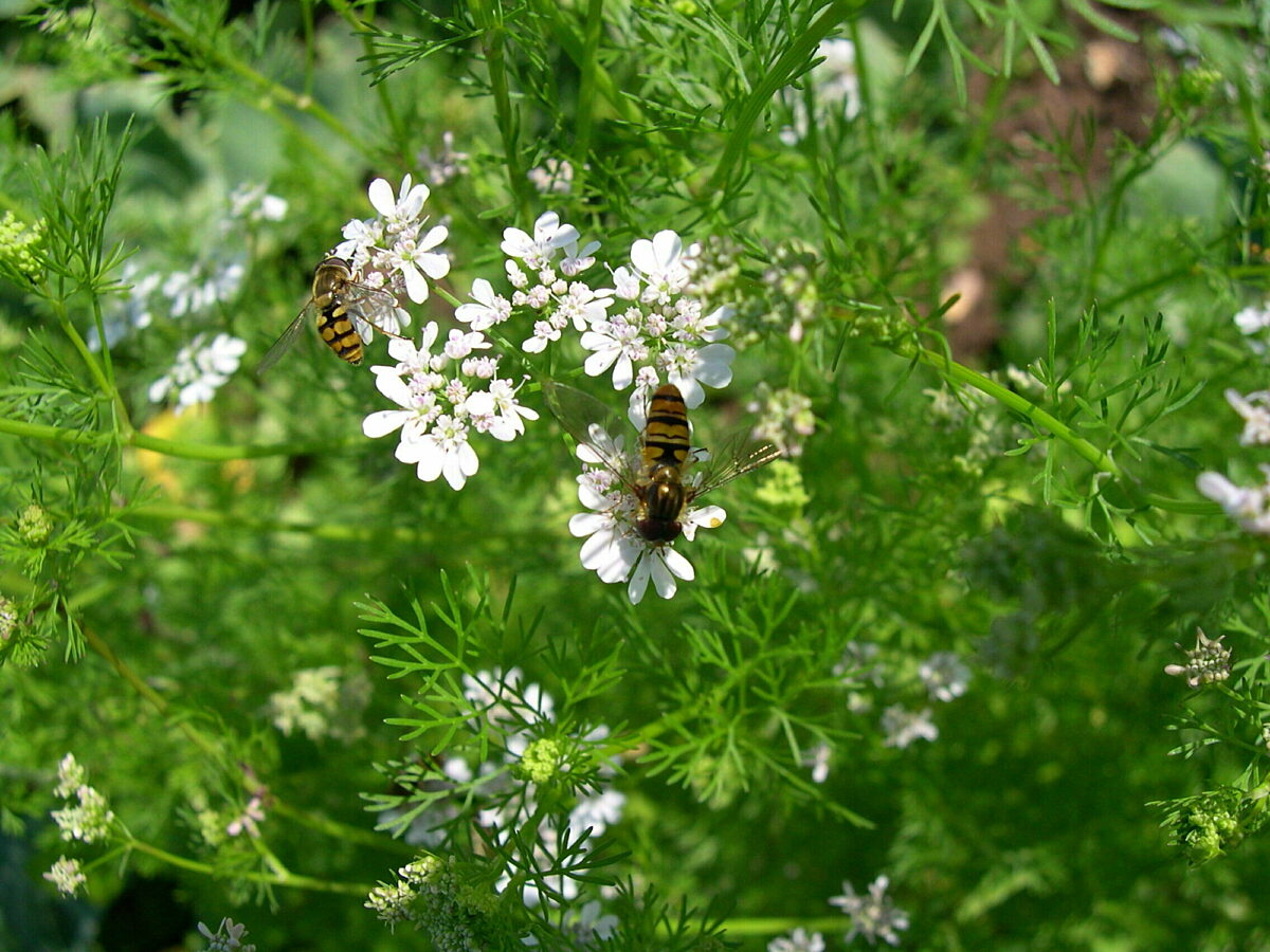 A flowering coriander plant that has attracted bees.