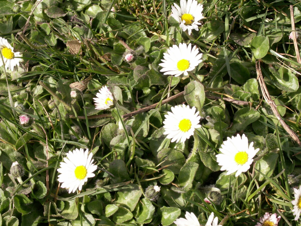 Daisy in flower