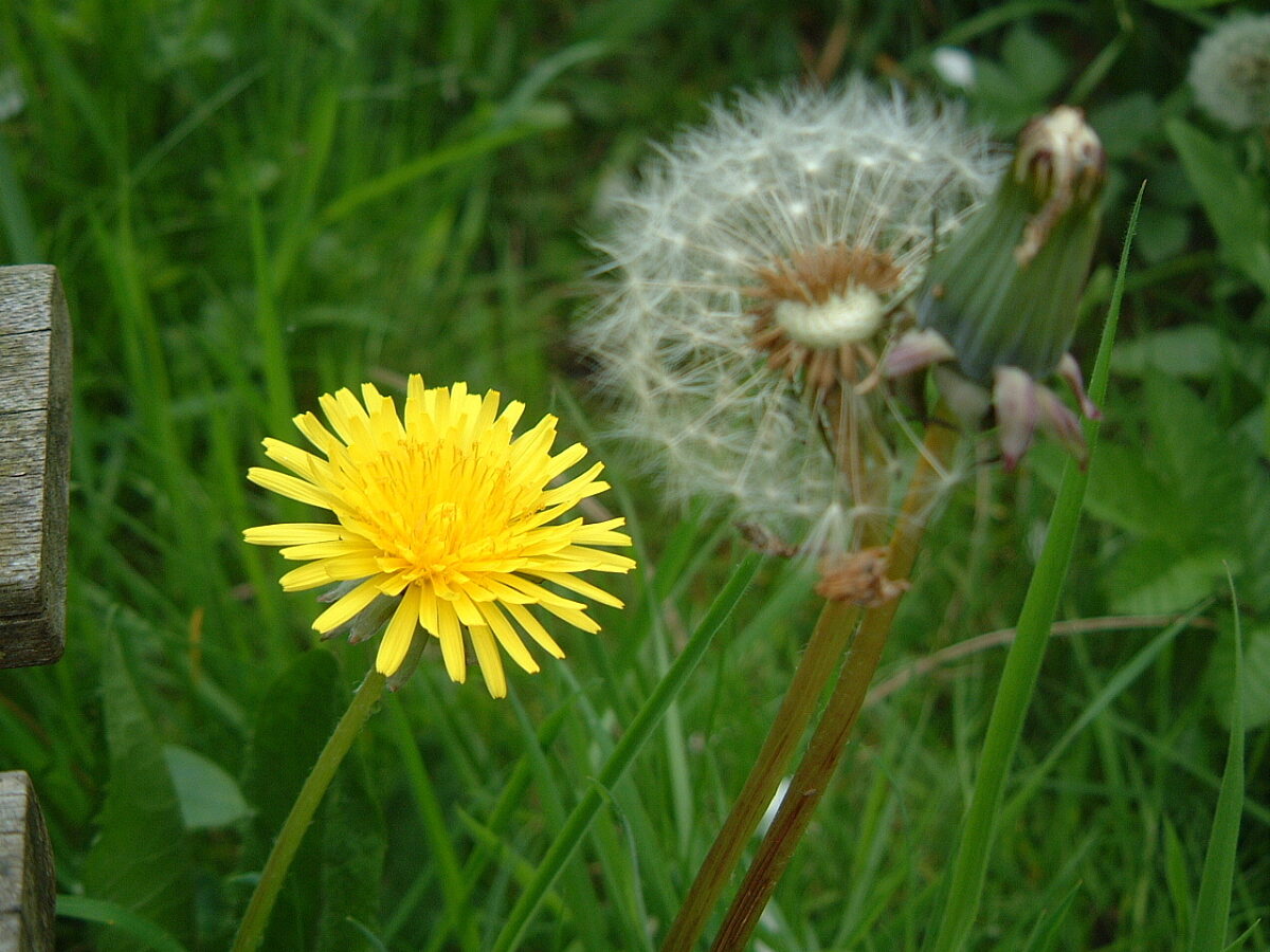 Dandelion in flower next to one that's done to seed