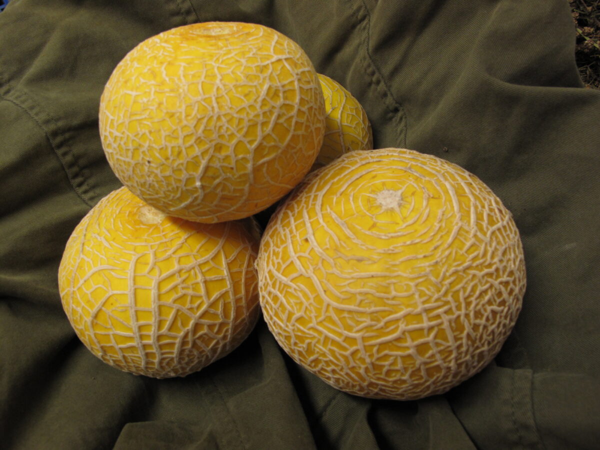 Yellow Melon, variety Hero of Lockinge