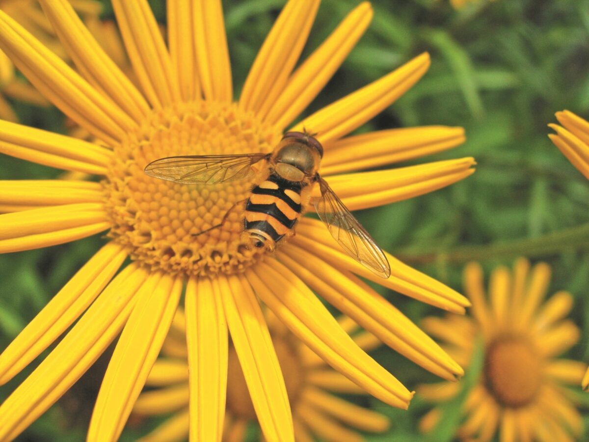 Pollinator on flower