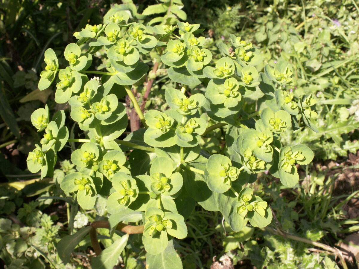 Image of the weed sun spurge growing in the UK