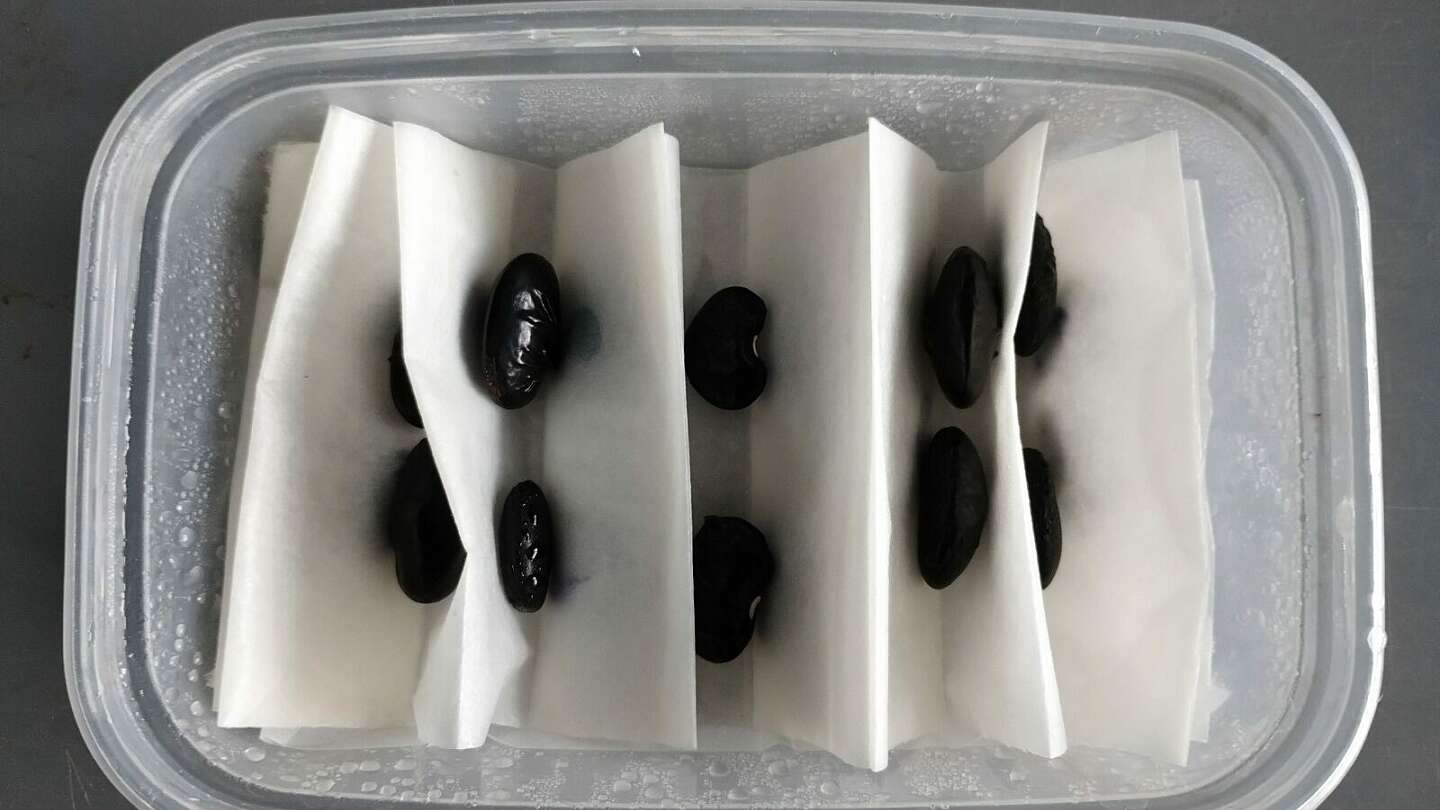 Pairs of black seeds separated by tissue in a plastic tub.