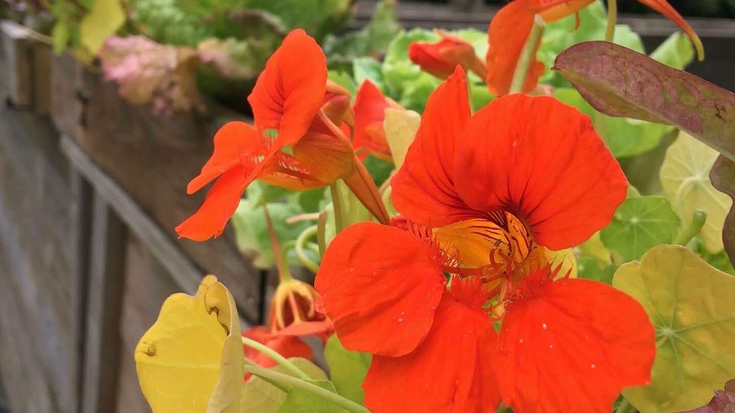 Nasturtium flowers