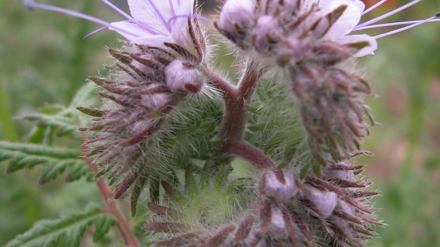 Phacelia growing at Ryton gardens