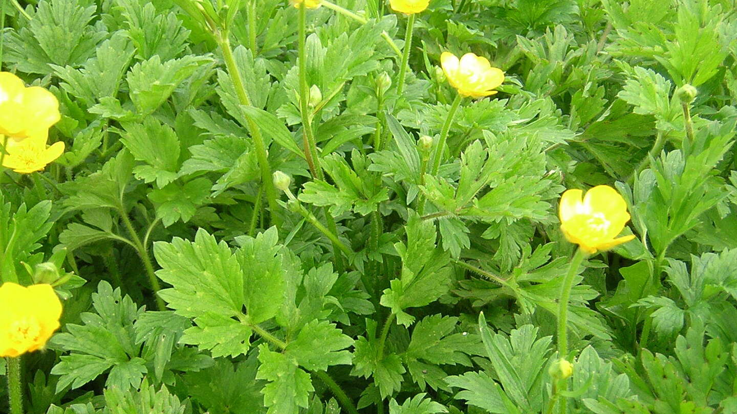 Creeping buttercup in flower