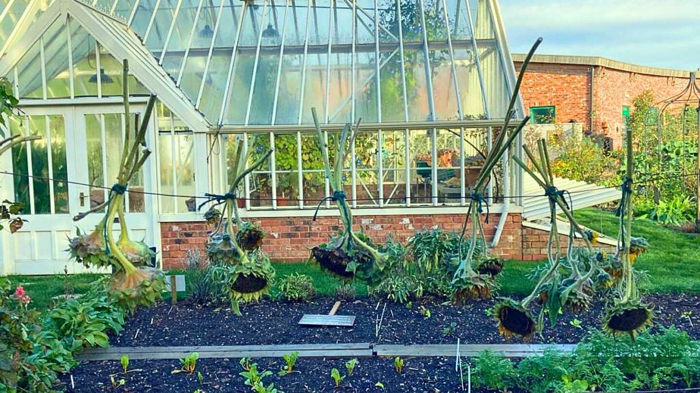 sunflower heads hanging from a rope in a garden