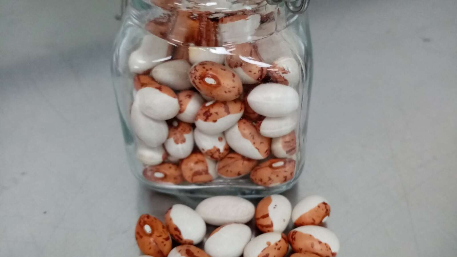 Dwarf French Bean Odawa Indian seeds and jar