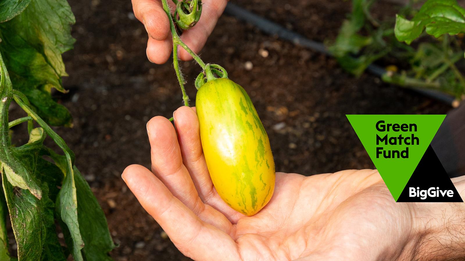 Hands holding a green sausage tomato, big give green match fund logo to the right hand side