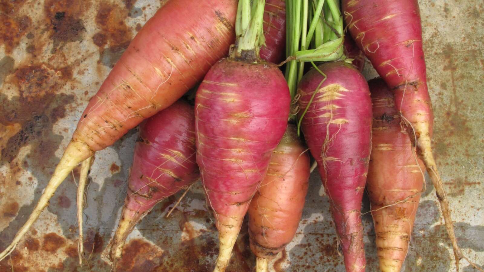 A bunch of 7 carrots laid flat on the ground, these carrots have a purple tinge to them and bright green stems