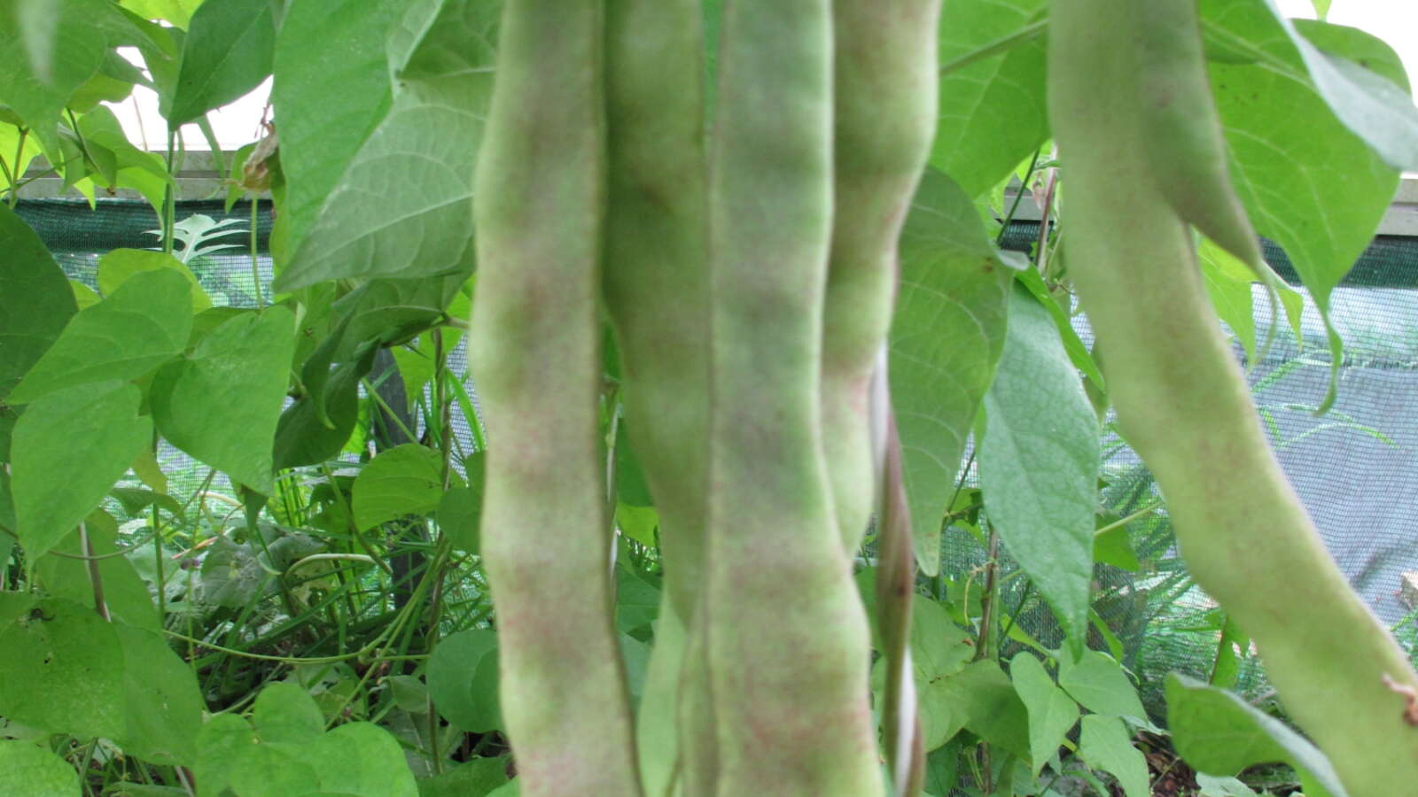 Climbing French Bean Brejo Variety