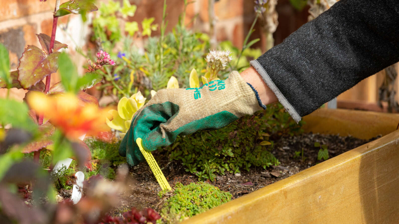 Hand in growing container