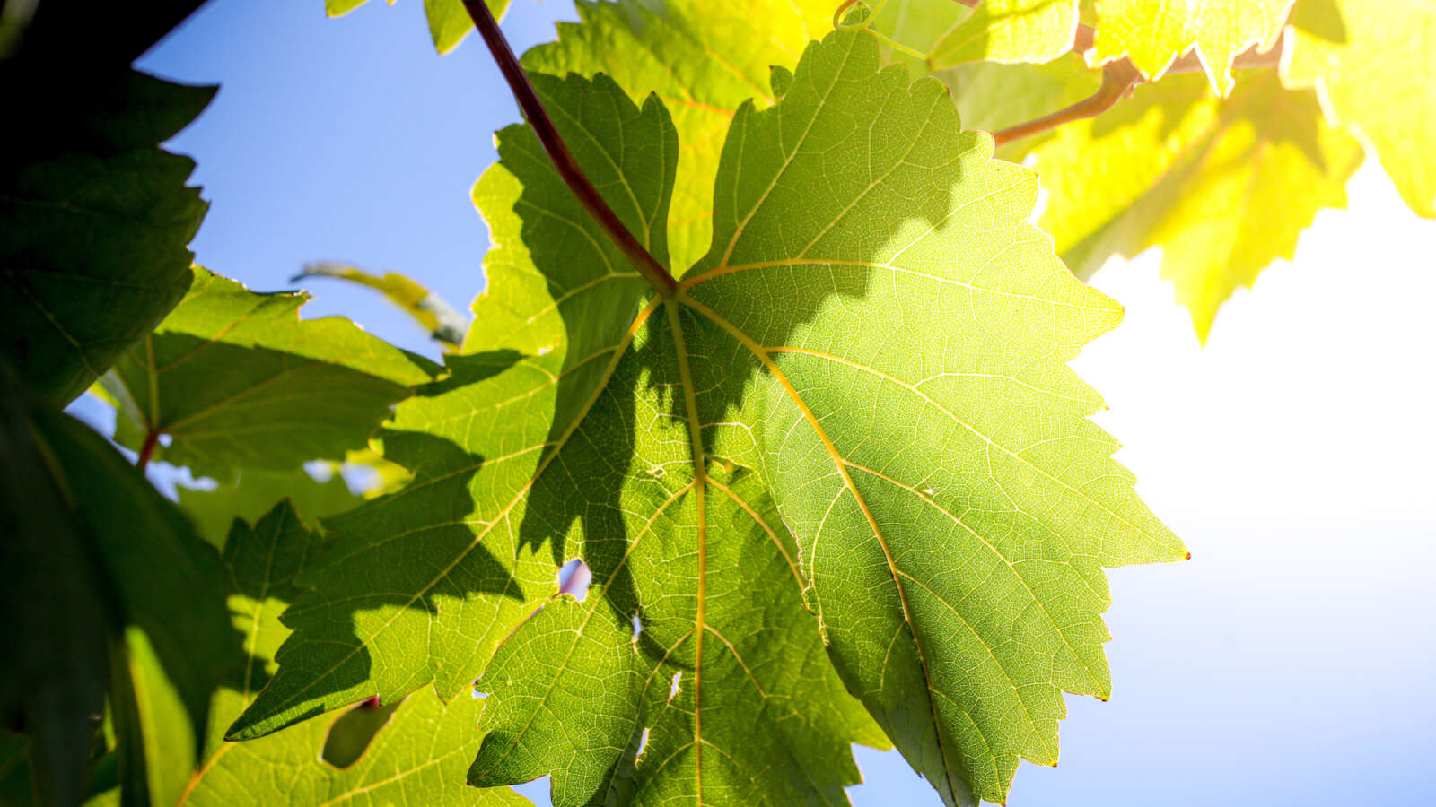 Tree leaves